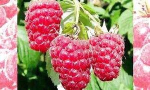 Употребление малины снизит вес. Врачи рекомендуют ее применять для этого