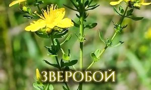 Самые  сильные  травы  от нечисти. Проверено  веками