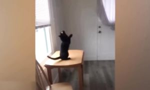 Приколы с котами! С ОЗВУЧКОЙ! ЛУЧШИЕ Смешные животные  Попробуй не засмеяться