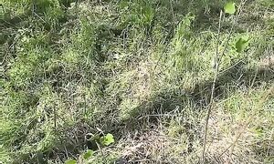 Кривой участок кошу без тримера