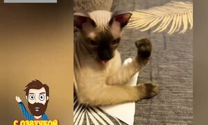 Смешные Коты С ОЗВУЧКОЙ 2026  Приколы с животными до слез ???? Собаки, кошки и котята!
