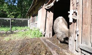 МЕДВЕДЬ ПРИШЕЛ  , ЖИТЬ в ЛЕСУ СТАНОВИТСЯ ВЕСЕЛЕЕ! ВСКРЫВАЮ ЯЩИК с САЛОМ на ХУТОР ЕДЕТ БАНДА. №392