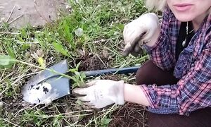 Как из одного флокса сделать тридцать #дача #полезныесоветы #сад