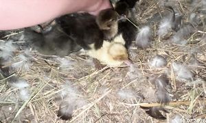 Индоутка 2-ші рет балапан басып шығарды. 10.07.2026 жыл