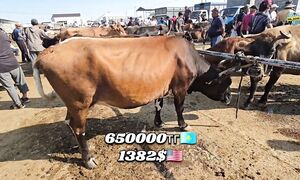 МАЛ БАЗАР ТАРАЗ 19.07.2026