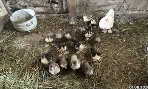 Индоутка балапандарына 20 күн. 01.08.2026 жыл