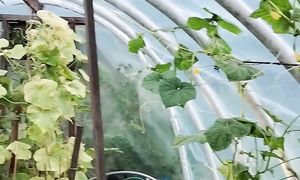 ???? Как продлить сбор вкусных огурчиков до октября ???? #полезныесоветы