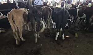 Мал базар Тараз. Ірі қара бағасы 09.08.2026