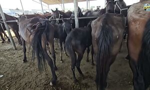 Тараз ат базарына шолу 09.08.2026 #малбазар