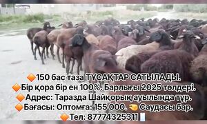 150- бас Тұсақтар сатылады???? 87774325311????