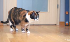 SlivkiShow: 8 ЛАЙФХАКОВ ОТ ПОДПИСЧИКОВ SLIVKISHOW!