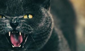 Ed Sheeran - Bad Habits (клип, 2021)