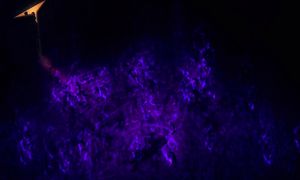 [juliet] Hamefura S2 - 11 (1080p)
