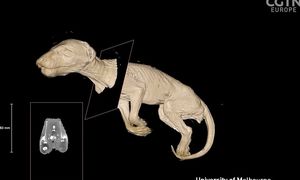 Уже не вымерший