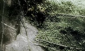 Ужас острова Рамри. Крокодилы людоеды, убившие более 1000 солдат