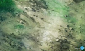 achrdilis.agzeveba.s1.ep14.geo