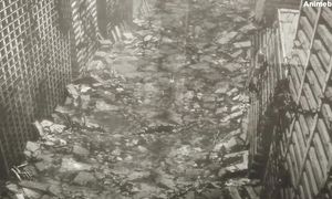 shangri-la seria 4