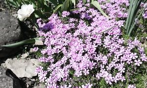 Год в саду за полчаса /12 месяцев / Garden Year