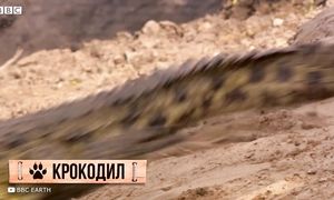 Этого Животного Боятся Все Акулы и Вот Почему