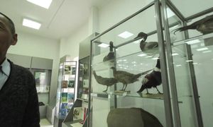 Экскурсия в музей города Шардара