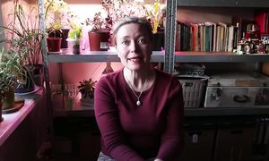 ТОМАТЫ-ГНОМЫ / Откуда и зачем?