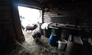 ЖИВУ на ОСТРОВЕ в ЛЕСУ. ДОРОГИ НЕТ, ВСЕ ЗАТОПИЛО! СВОИ ПРОБЛЕМЫ РЕШАЮ САМ. №295