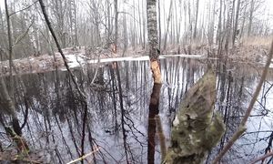 ЖИЗНЬ в ГЛУХОЙ, ЗАТОПЛЕННОЙ ДЕРЕВНЕ в ЛЕСУ. №296