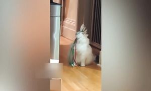 Приколы с котами! С озвучкой! ОБАЛДЕННЫЕ СМЕШНЫЕ ЖИВОТНЫЕ! СМЕШНОЕ ВИДЕО ПРО КОТОВ!