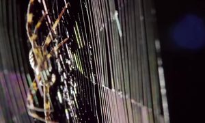 Этот Самец Богомола Не Собирался Умирать После Спаривания И Вот Что Произошло!