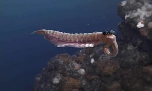 Почему ты не выживешь в кембрийском периоде?