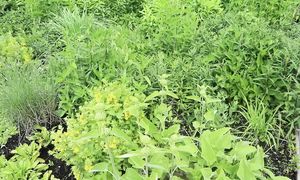 Сад в июне / Полный обзор сада в природном стиле