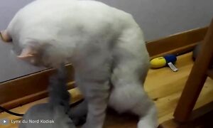 Самые Редкие Породы Кошек в Мире