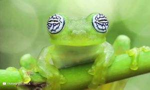 Тайны Амазонки: Загадочные Явления и Невероятные Открытия