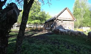 БРОСИЛ ВСЕ, УЕХАЛ в ЛЕС, ЖИВУ ОДИН. ПАСХА в ГЛУХОЙ БЕЛАРУССКОЙ ДЕРЕВНЕ. №305