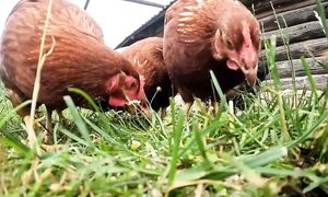 -Отсчет пошел - первые заготовки на зиму! Подвязка томатов и оладьи из кабачков по-деревенски!