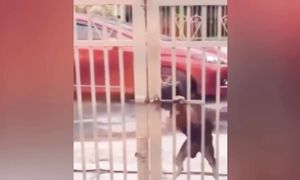 ПРИКОЛЫ С КОТАМИ! Смешные животные С ОЗВУЧКОЙ! Смешные коты - ДО СЛЁЗ!