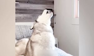 Приколы с котами! Смешные коты! С ОЗВУЧКОЙ! Самые смешные животные! РЖАКА!