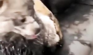 Приколы с котами! С озвучкой! САМЫЕ СМЕШНЫЕ ЖИВОТНЫЕ! СМЕШНЫЕ КОТЫ!