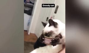 Приколы с котами! Смешные коты! С ОЗВУЧКОЙ! Самые Смешные Животные! РЖАКА! (1)