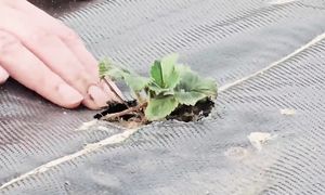 ЛЮБОВЬ и счастье В ГЛУШИ возле леса! Вот почему мы выбрали ЖИЗНЬ В ДЕРЕВНЕ!