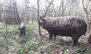 МОЯ ЖИЗНЬ в ГЛУХОЙ БЕЛАРУССКОЙ ДЕРЕВНЕ в ЛЕСУ. СТАРЫЙ ДОМ ПРЕОБРАЖАЕТСЯ. №301