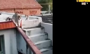 Приколы с котами! С ОЗВУЧКОЙ! - Смешные коты! САМЫЕ СМЕШНЫЕ ЖИВОТНЫЕ! Тест на психику!