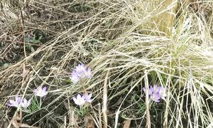 Прогулка по саду с первоцветами / Сад в марте / Природный стиль