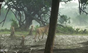 Эти Роды Лошади Побили Все Рекорды