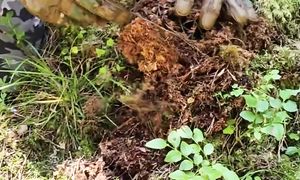 An evil German hid a treasure in an old tree stump 70 years ago.