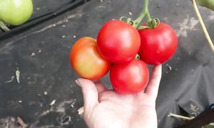 Шикарный урожай томатов! 18 сортов помидоров