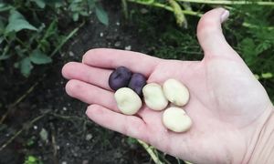 Что стало с огородом? Опять уехала и все бросила!