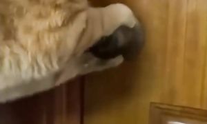 Приколы с котами! С ОЗВУЧКОЙ! Смешные коты! ПРИКОЛЫ С ЖИВОТНЫМИ!!