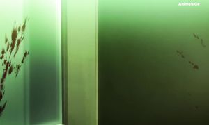 terminator_E4