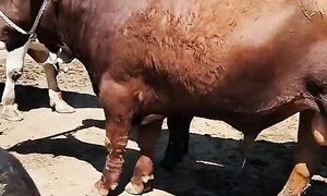 16.06.2024Тараз Жамбыл Ас-ер мал базары Қойлар Ірі қара Жылқы бағалары .Cattle market